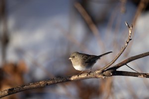 Headshot 200-800-2596.jpg