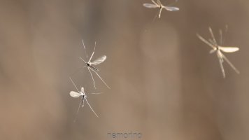 nematocera in flight.jpg