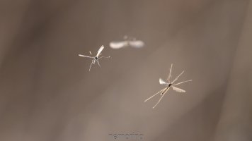 nematocera in flight_02.jpg