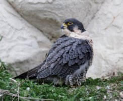 309A5237-DxO_peregrine_falcon_SF_1415mm_mc_bg1.jpg