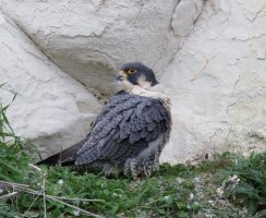 309A5237-DxO_peregrine_falcon_FF_1415mm-ls-topaz-sharpen.jpeg