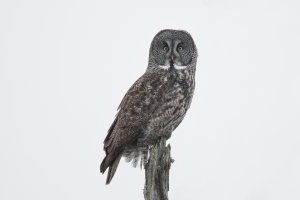 Great Gray Owl (adult-winter) 2024-104.jpg