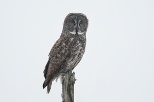 Great Gray Owl (adult-winter) 2024-105.jpg
