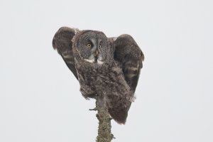 Great Gray Owl (adult-winter) 2024-110.jpg