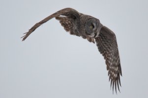 Great Gray Owl (adult-winter) 2024-111.jpg