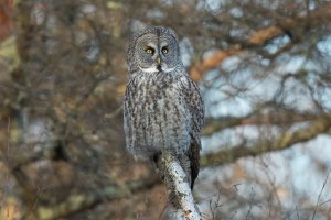 Great Gray Owl (adult-winter) 2024-112.jpg