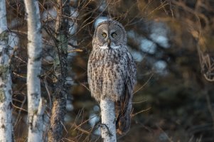 Great Gray Owl (adult-winter) 2024-113.jpg