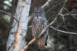 Great Gray Owl (adult-winter) 2024-115.jpg