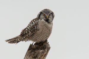 Northern Hawk Owl (adult-winter) 2024-100.jpg
