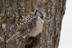 Northern Hawk Owl (adult-winter) 2024-101.jpg