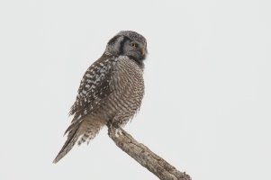 Northern Hawk Owl (adult-winter) 2024-102.jpg