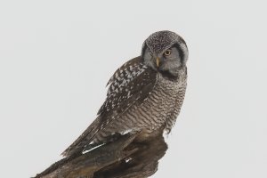 Northern Hawk Owl (adult-winter) 2024-106.jpg