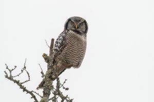 Northern Hawk Owl (adult-winter) 2024-108.jpg