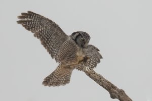 Northern Hawk Owl (adult-winter) 2024-109.jpg