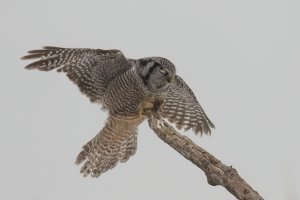 Northern Hawk Owl (adult-winter) 2024-110.jpg