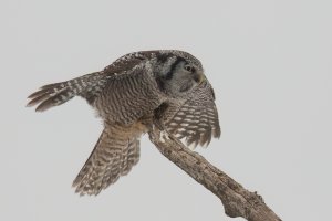 Northern Hawk Owl (adult-winter) 2024-111.jpg