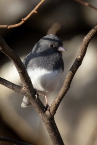 200-800 14TC @990-.jpg