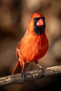 200-800 14TC @990--2.jpg