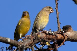 greenfinch_2024_01.JPG