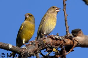 greenfinch_2024_02.JPG