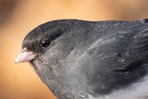 200-800 @672-7372-2.jpg