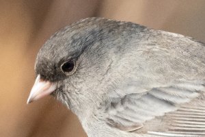 100-500 w1.4TC-7410-2.jpg