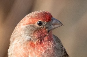 100-500 w1.4TC-7445.jpg