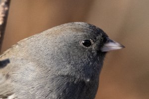 200-800 @990-7597.jpg