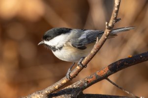 100-500 w1.4TC--2.jpg