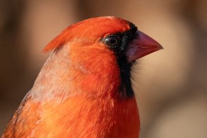 200-800 @990-7554.jpg