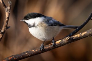 200-800 w1.4TC @1120--2.jpg