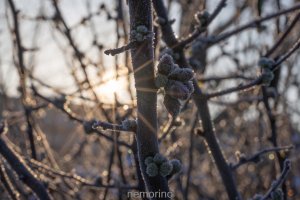 winter rf100 f22.jpg