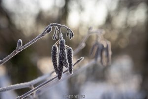 winter laowa 60mm.jpg