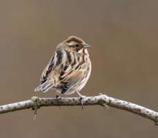 309A5716-DxO_Reed_Bunting_1600mm_mc_LS+2.jpg