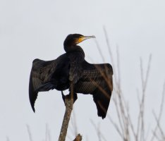 309A5768-DxO_Cormorant_1600mm_mc_LS+2.jpg