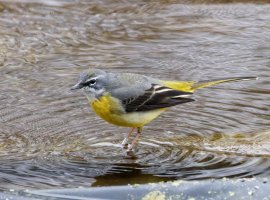 309A5862-DxO_Grey_Wagtail_1600mm_iso25k_mc_LS+2.jpg