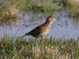 309A5956-DxO_Skylark_800mm.jpg
