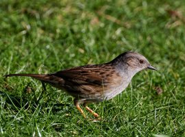 309A6056-DxO_Dunnock_1200mm_mc-0.5.jpg