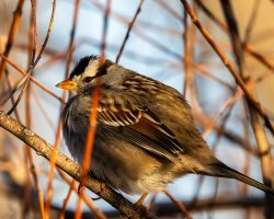 EOS R7_3792-Enhanced-NR.jpg