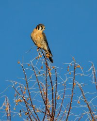 EOS R7_3825-Enhanced-NR.jpg