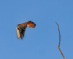 EOS R7_3855-Enhanced-NR-Edit.jpg EOS R7_3855-Enhanced-NR-Edit.jpg