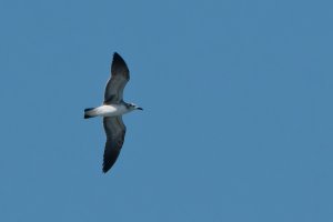 DSC_0592_DxO.jpg DSC_0592_DxO.jpg