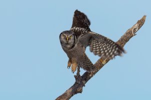 Northern Hawk Owl (adult-winter) 2024-116.jpg