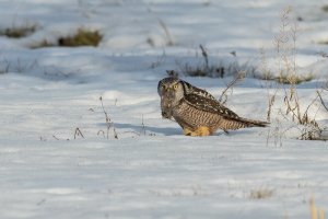 Northern Hawk Owl (adult-winter) 2024-120.jpg