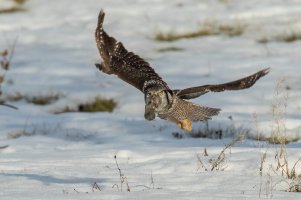 Northern Hawk Owl (adult-winter) 2024-123.jpg