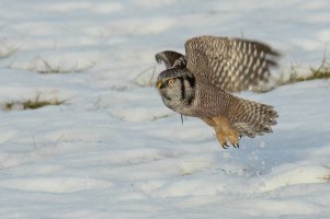 Northern Hawk Owl (adult-winter) 2024-141.jpg