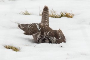 Northern Hawk Owl (adult-winter) 2024-156.jpg