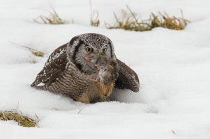 Northern Hawk Owl (adult-winter) 2024-157.jpg