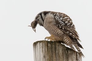 Northern Hawk Owl (adult-winter) 2024-161.jpg