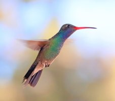 IMG_0280 picasa fix ps3 fix-topaz-sharpen.jpg